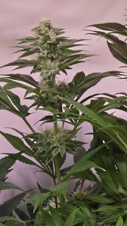 Fishy Zoap. Week 11