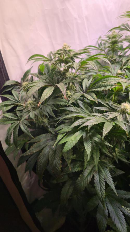 Drizle Pickle. Week 11