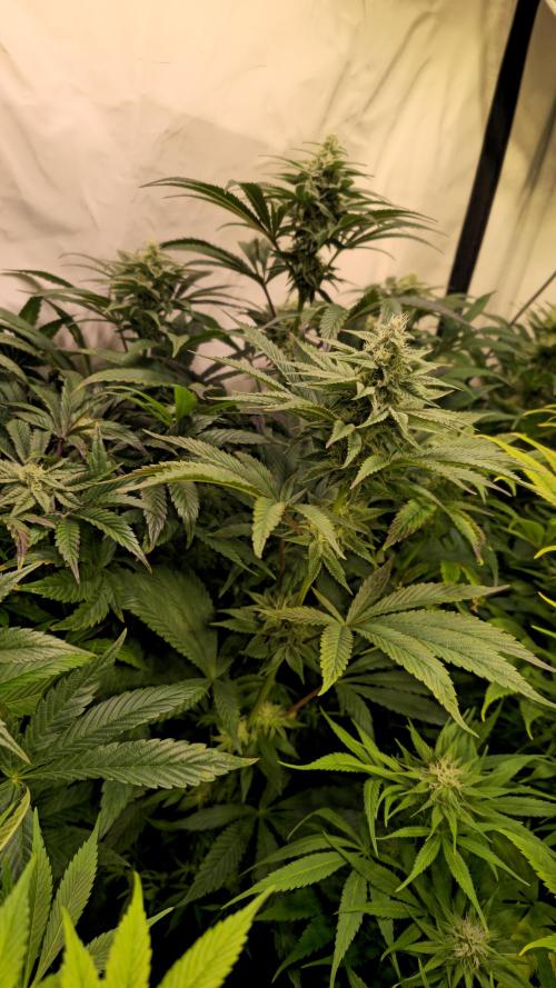 Barcelona Puff. Week 11
