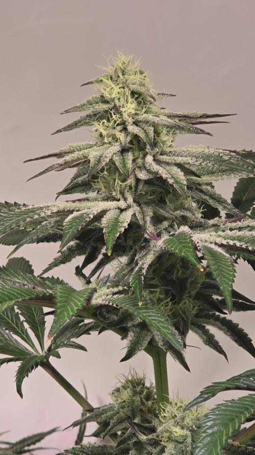 F.U.H. Week 11