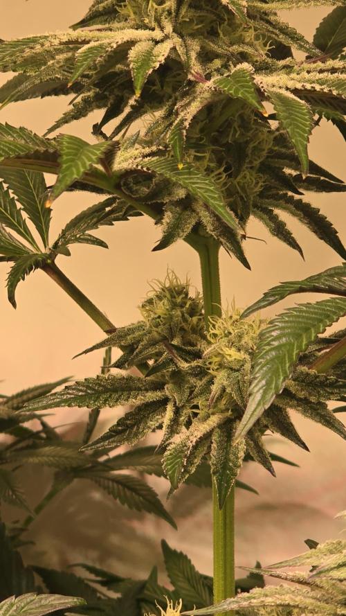 F.U.H. Week 11