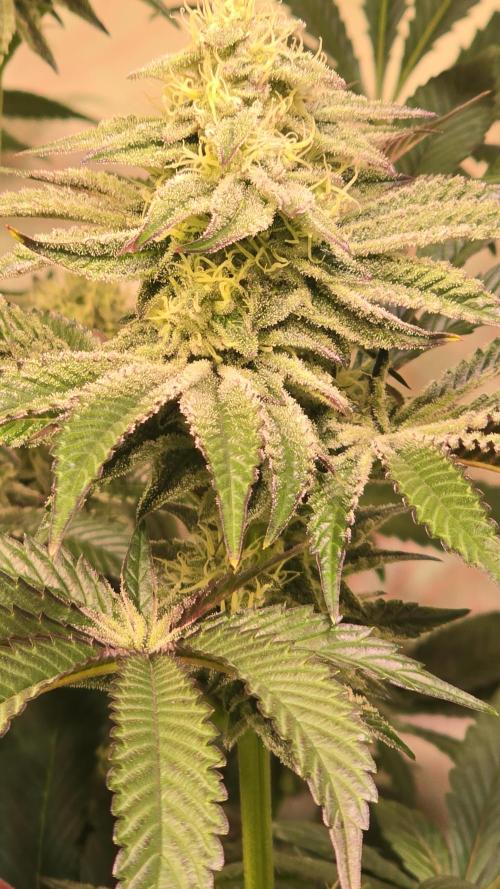 F.U.H. Week 11