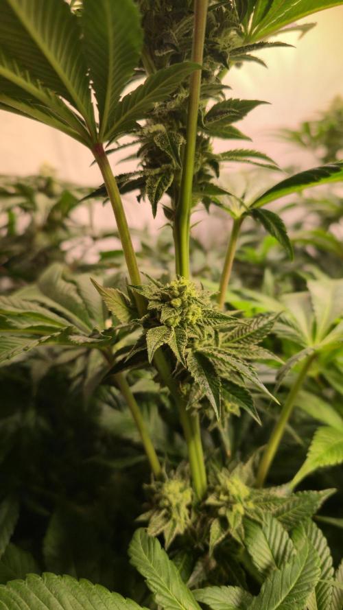 Fruit Cake. Week 11