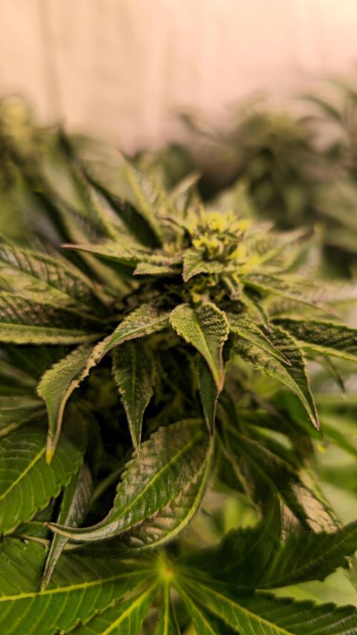 Fruit Cake. Week 11