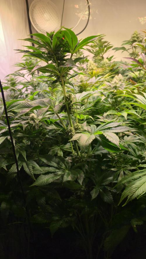 Fruit Cake. Week 11