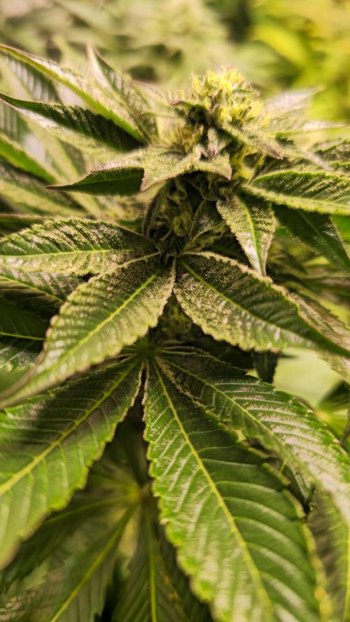Fruit Cake. Week 11