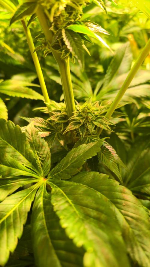 Fruit Cake. Week 11