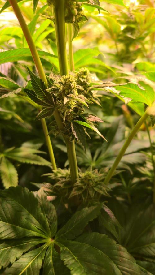 Fruit Cake. Week 11