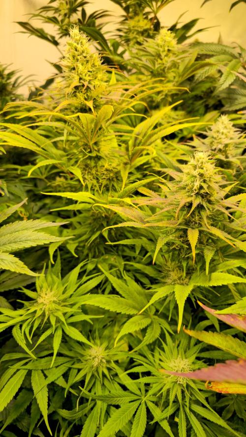 Cali Crasher. Week 11