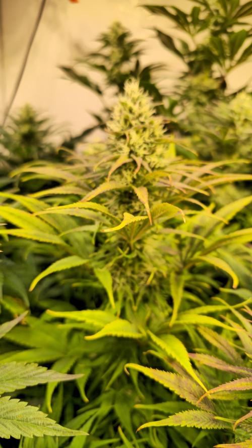 Cali Crasher. Week 11
