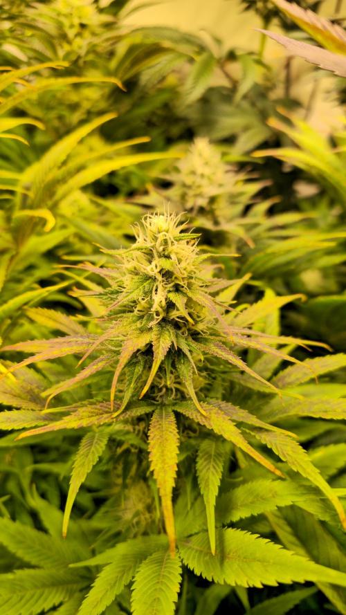 Cali Crasher. Week 11