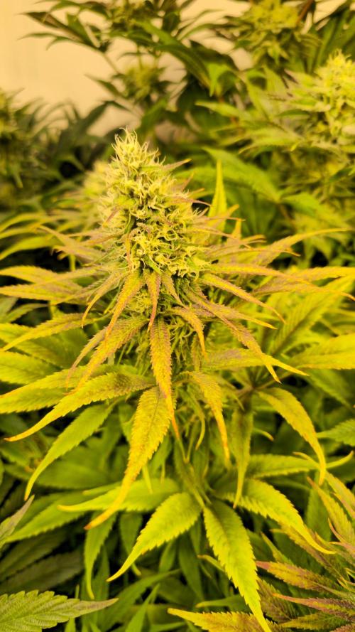 Cali Crasher. Week 11