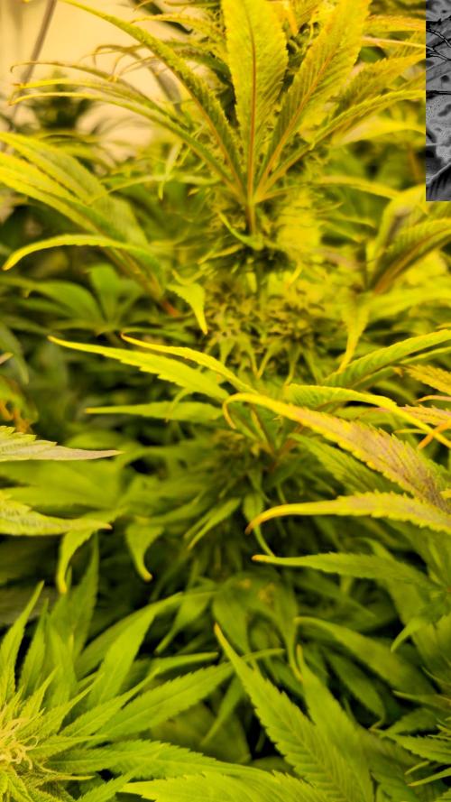 Cali Crasher. Week 11