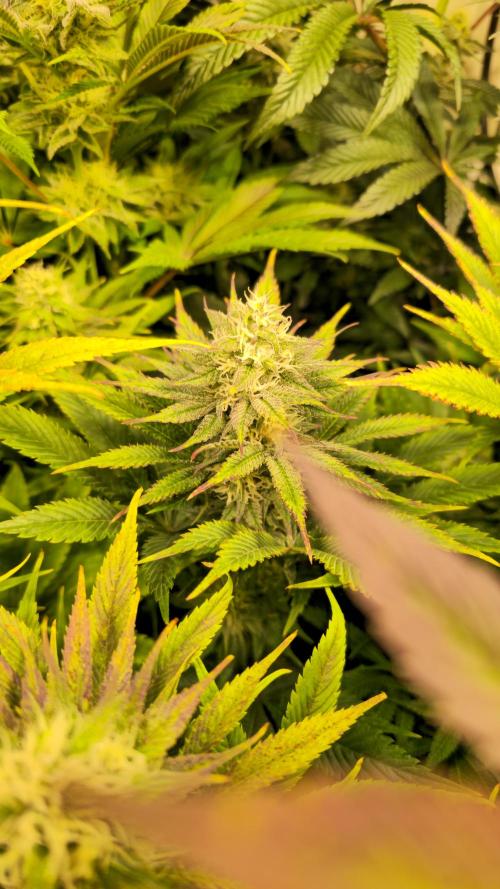 Cali Crasher. Week 11