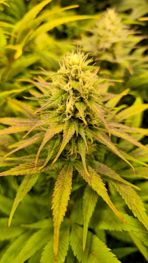 Cali Crasher. Week 11