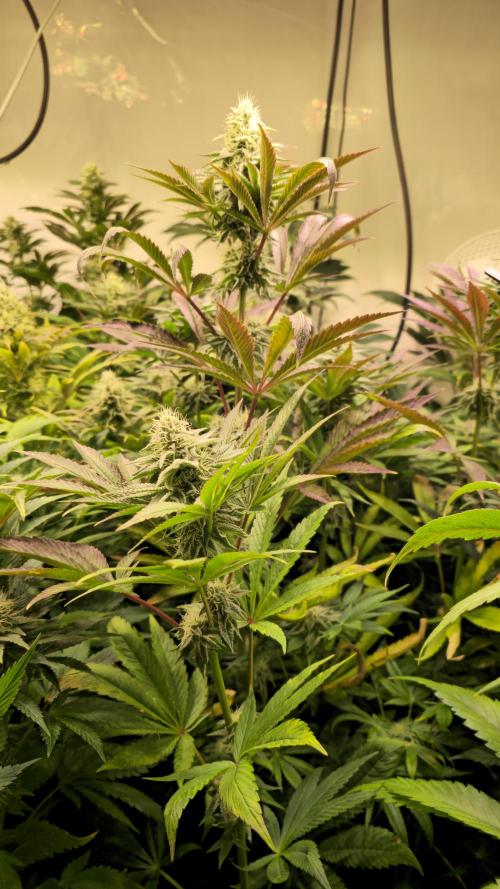 Zkittlez. Week 11