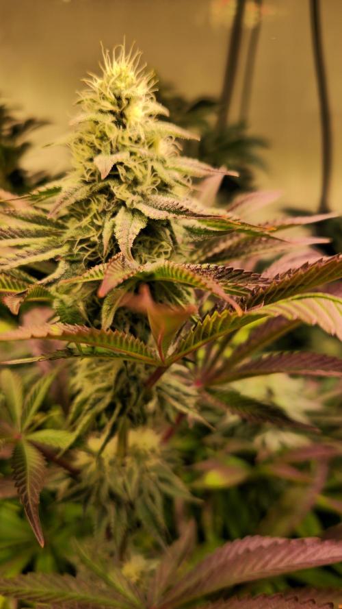 Zkittlez. Week 11