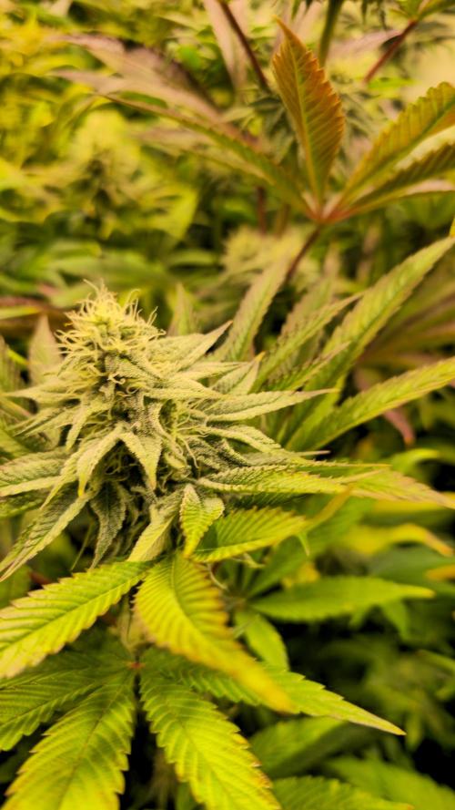 Zkittlez. Week 11