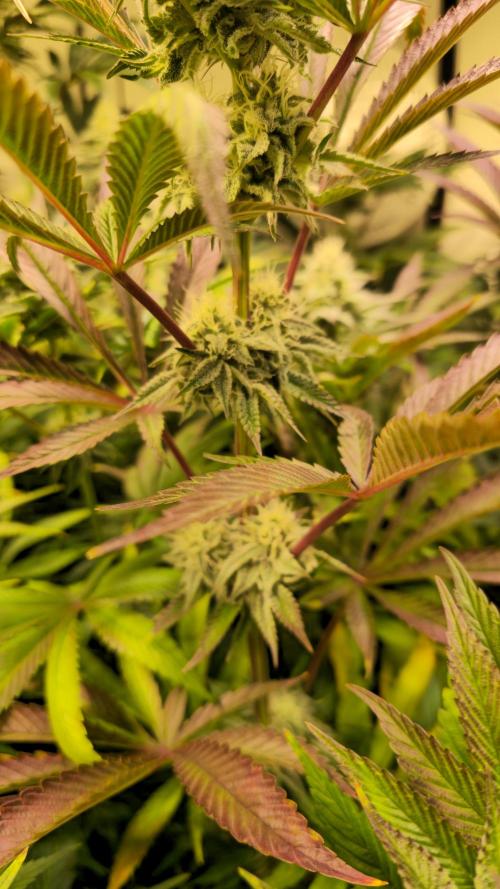 Zkittlez. Week 11