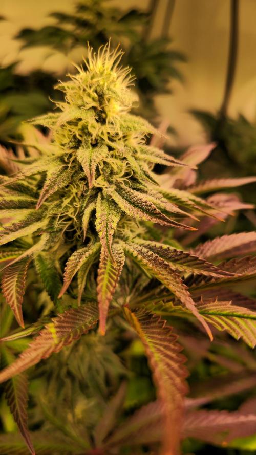 Zkittlez. Week 11
