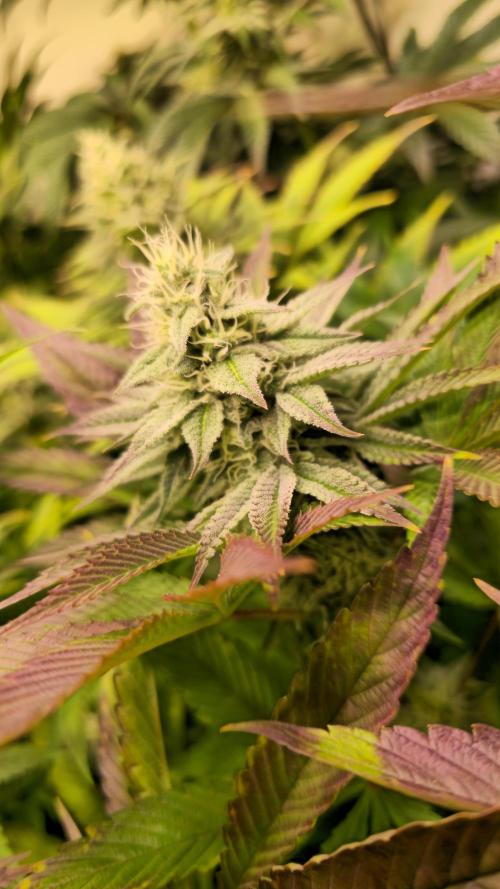 Zkittlez. Week 11