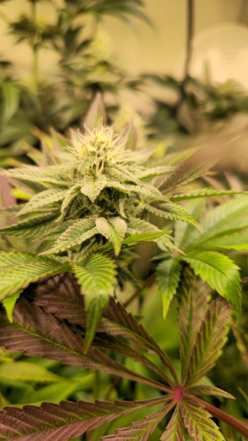 Zkittlez. Week 11