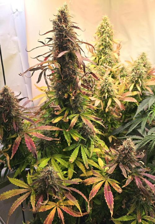 AutoflowerWorldCupBeingThereIsEverything. Week 12