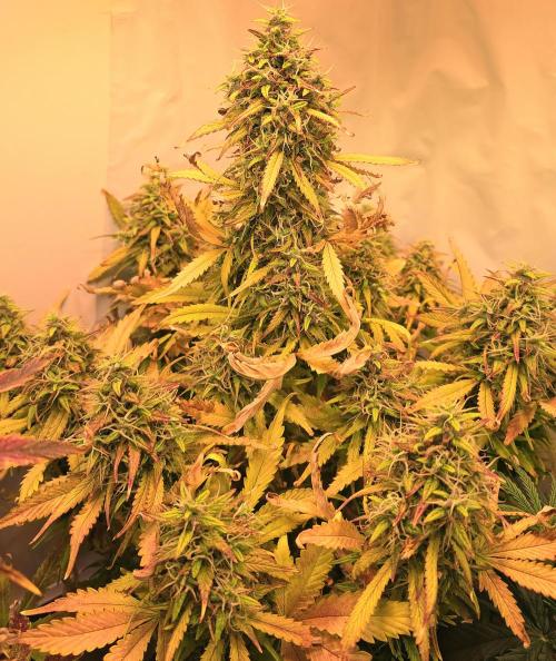 AutoflowerWorldCupBeingThereIsEverything. Week 12