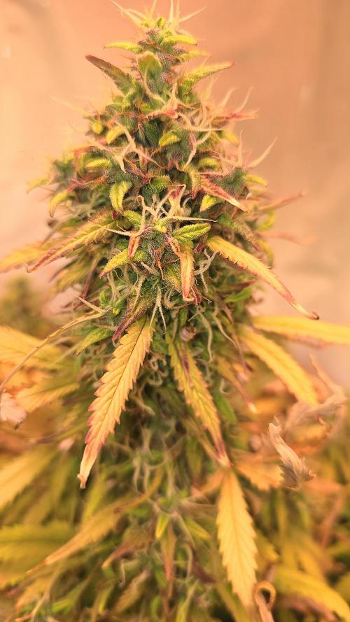 AutoflowerWorldCupBeingThereIsEverything. Week 12