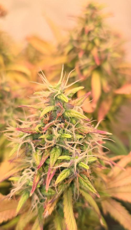 AutoflowerWorldCupBeingThereIsEverything. Week 12