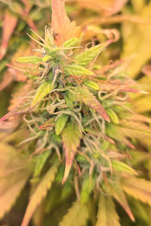 AutoflowerWorldCupBeingThereIsEverything. Week 12