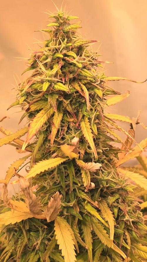 AutoflowerWorldCupBeingThereIsEverything. Week 12