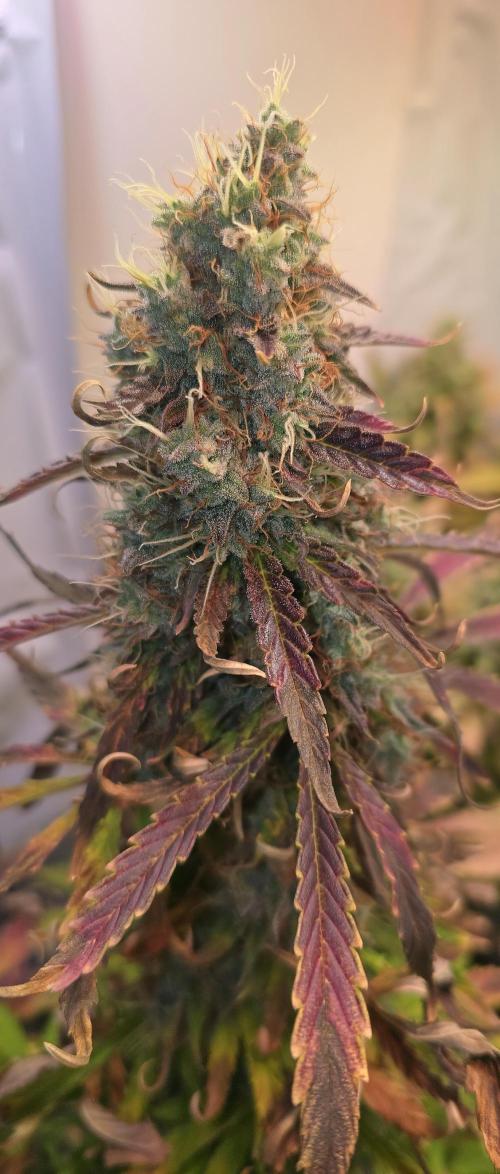 AutoflowerWorldCupBeingThereIsEverything. Week 12