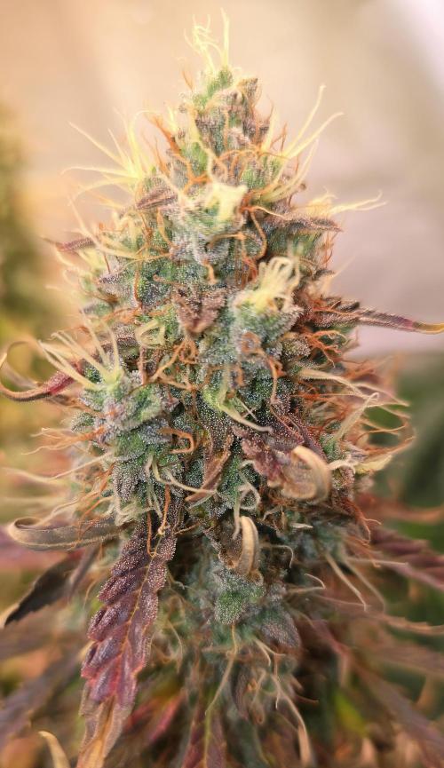 AutoflowerWorldCupBeingThereIsEverything. Week 12