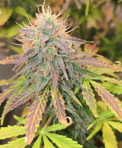 AutoflowerWorldCupBeingThereIsEverything. Week 12