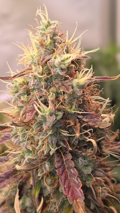 AutoflowerWorldCupBeingThereIsEverything. Week 12