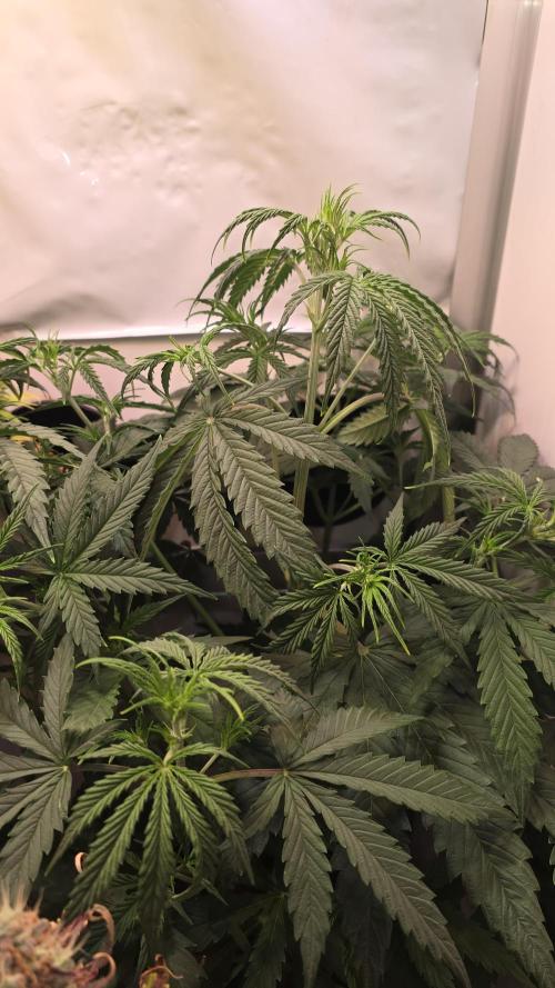 Violett Face Auto. Week 4