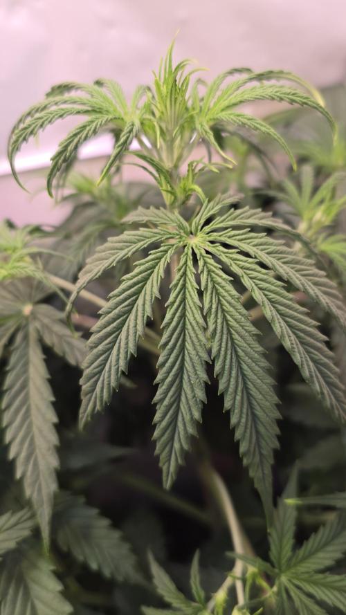 Violett Face Auto. Week 4