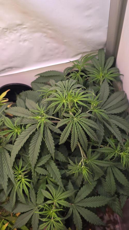 Violett Face Auto. Week 4