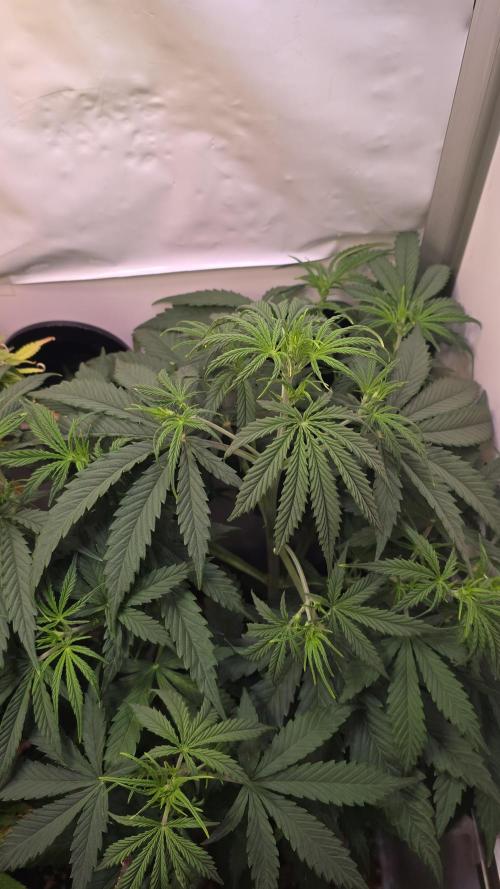 Violett Face Auto. Week 4
