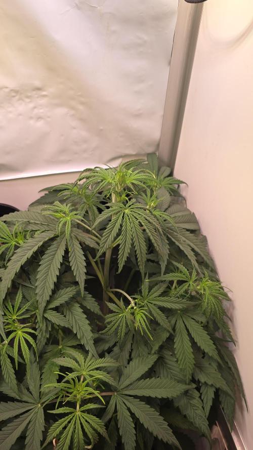 Violett Face Auto. Week 4