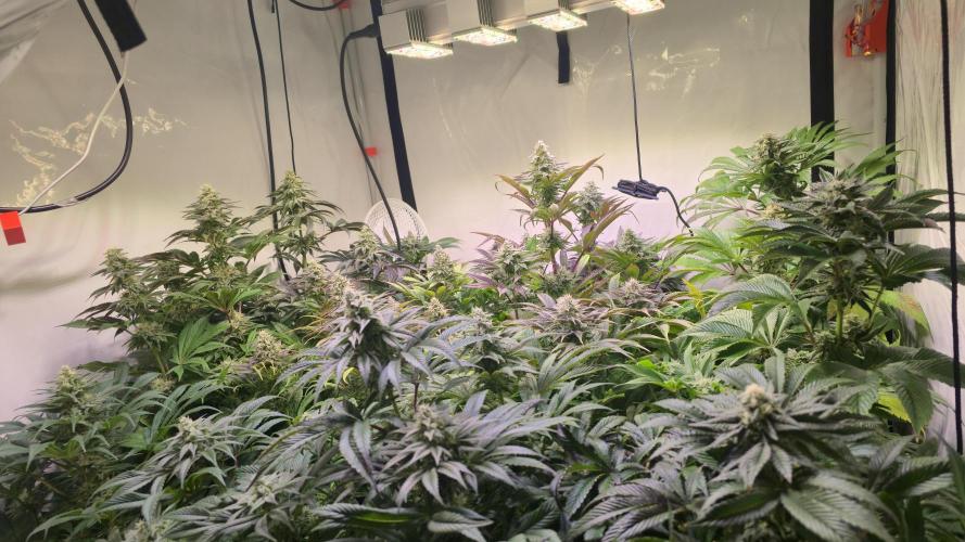 Zkittlez. Week 12