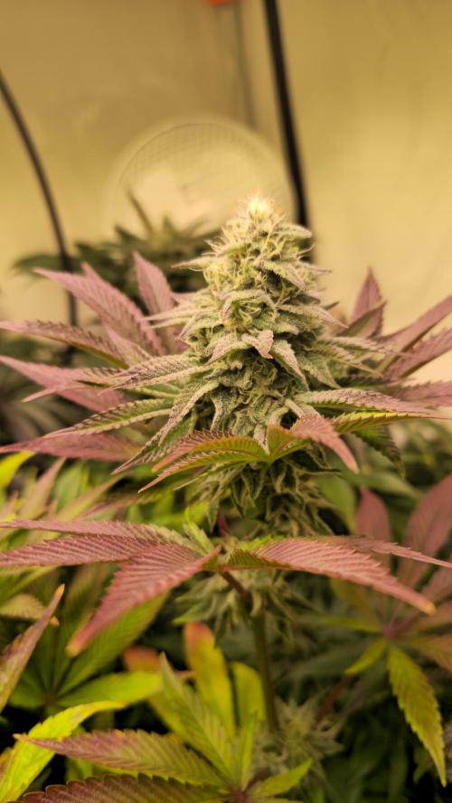 Zkittlez. Week 12