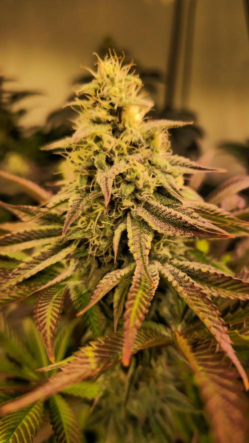 Zkittlez. Week 12