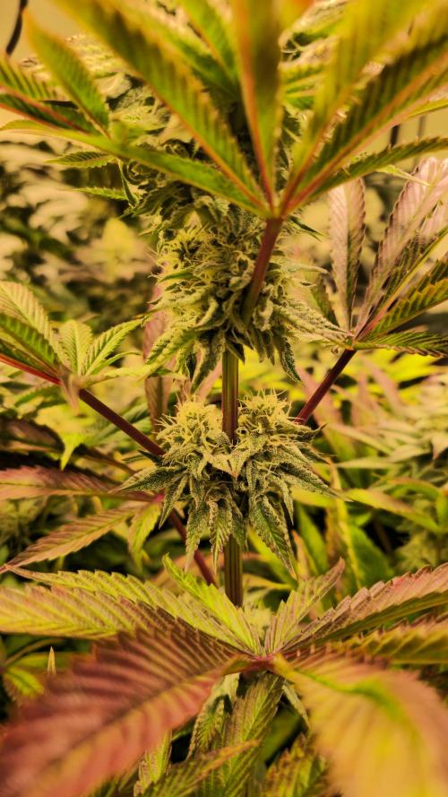 Zkittlez. Week 12