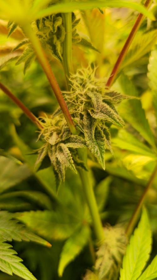Zkittlez. Week 12