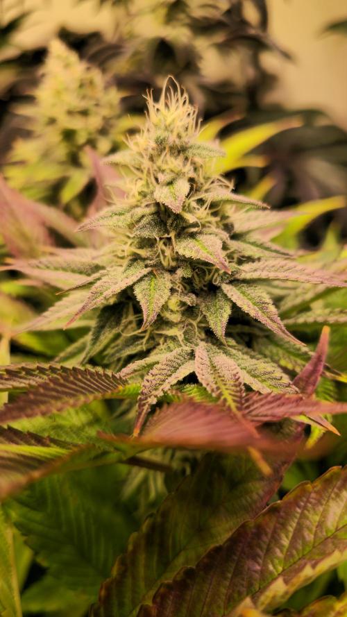 Zkittlez. Week 12