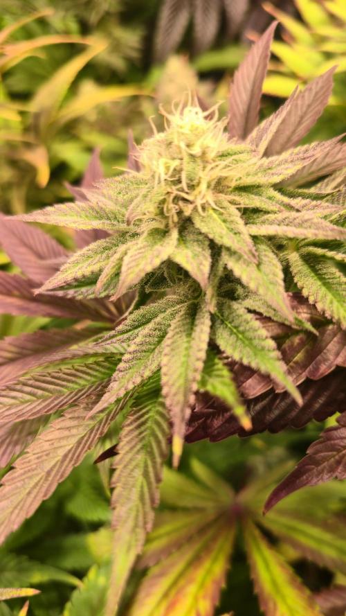 Zkittlez. Week 12