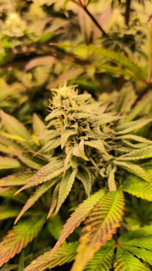 Zkittlez. Week 12