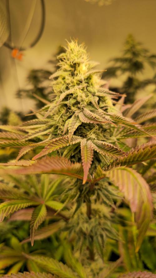 Zkittlez. Week 12